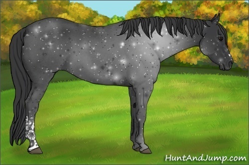 Horse Color:Blue Roan 