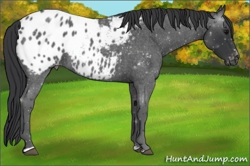 Horse Color:Blue Roan Sabino Blanket 