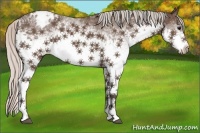 Horse Color:White Spotted Silver Black Blanket 