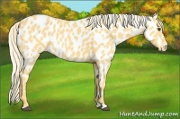 Horse Color:Palomino Near Leopard 
