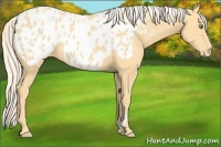 Horse Color:Gold Cream Champagne Appaloosa 