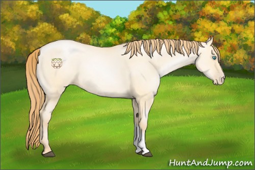 Horse Color:Buckskin Pearl Dun 
