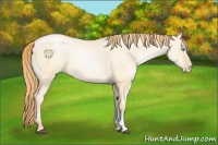 Horse Color:Buckskin Pearl Dun 
