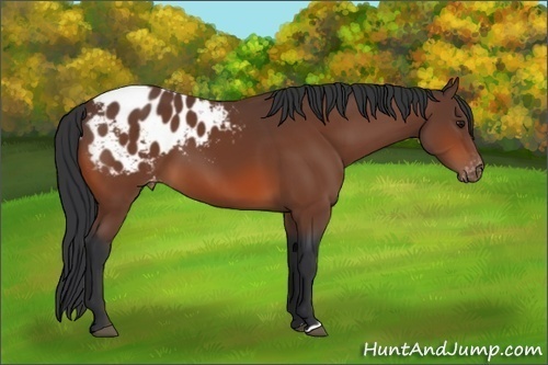 Horse Color:Bay Appaloosa 