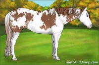 Horse Color:White Spotted Chestnut Splash 