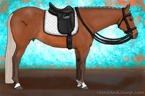 Horse Color:Silver Bay Rabicano