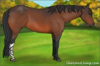 Horse Color:Bay 