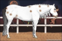 Horse Color:White Spotted Bay Splash Frame 
