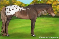 Horse Color:Liver Chestnut Appaloosa 