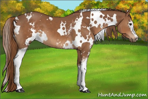 Horse Color:White Spotted Chestnut 