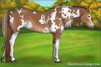 Horse Color:White Spotted Chestnut 
