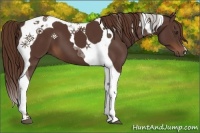Horse Color:Liver Chestnut Tobiano 