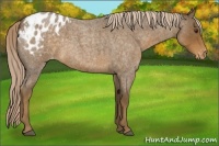Horse Color:Chocolate Palomino Roan Appaloosa