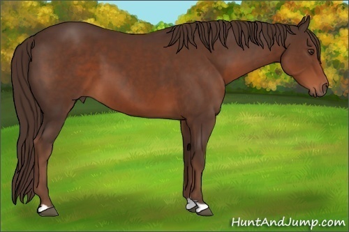Horse Color:Liver Chestnut 