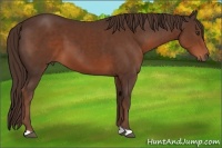 Horse Color:Liver Chestnut 