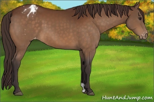 Horse Color:Buckskin Appaloosa