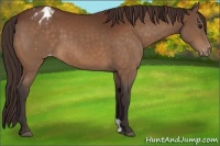 Horse Color:Buckskin Appaloosa 