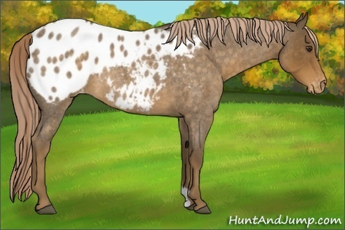Horse Color:Chocolate Palomino Roan Appaloosa