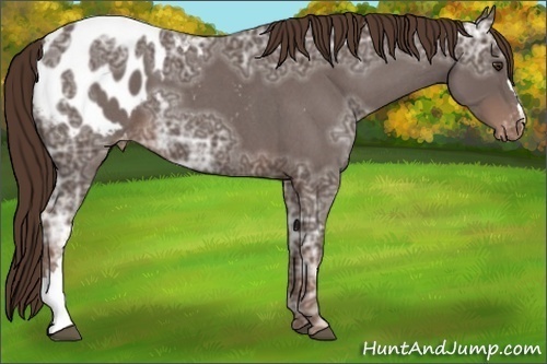 Horse Color:Liver Red Ice Roan Appaloosa