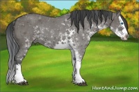 Horse Color:Grullo Sabino Splash 