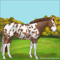 Horse Color:Chestnut Splash Appaloosa 