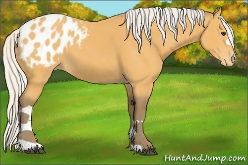 Horse Color:Silver Buckskin Appaloosa