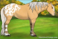 Horse Color:Silver Buckskin Appaloosa 