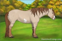 Horse Color:Red Dun Frame 