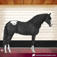 Horse Color:Black Appaloosa 