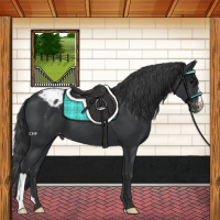 Horse Color:Black Appaloosa