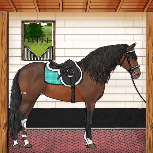 Horse Color:Bay Appaloosa 