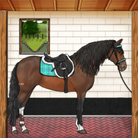 Horse Color:Bay Appaloosa 