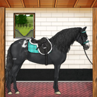 Horse Color:Black Appaloosa 