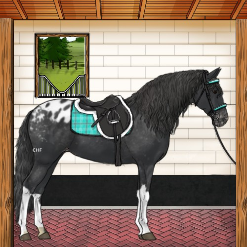 Horse Color:Black Blanket