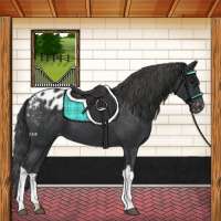 Horse Color:Black Appaloosa 
