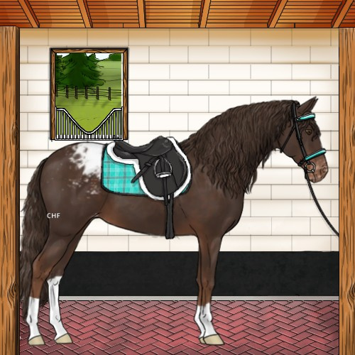 Horse Color:Liver Chestnut Appaloosa 