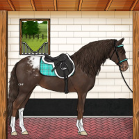 Horse Color:Liver Chestnut Appaloosa 