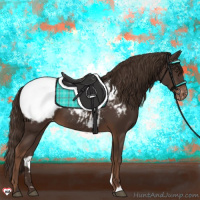 Horse Color:Liver Chestnut Appaloosa 