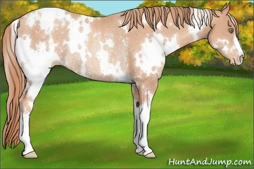 Horse Color:White Spotted Gold Champagne Varnish Rabicano