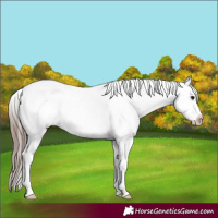 Horse Color:Black Appaloosa Rabicano 