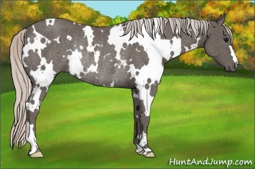Horse Color:White Spotted Silver Black Rabicano