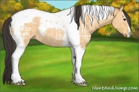 Horse Color:Buckskin Ice Tobiano Rabicano