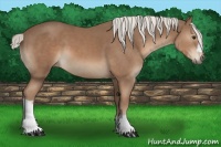 Horse Color:Chestnut Mushroom