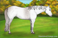 Horse Color:Gray Chestnut 