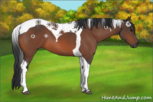 Horse Color:Bay Tobiano 