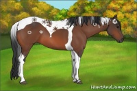 Horse Color:Bay Tobiano