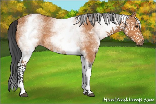 Horse Color:White Spotted Bay 
