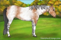 Horse Color:White Spotted Bay 