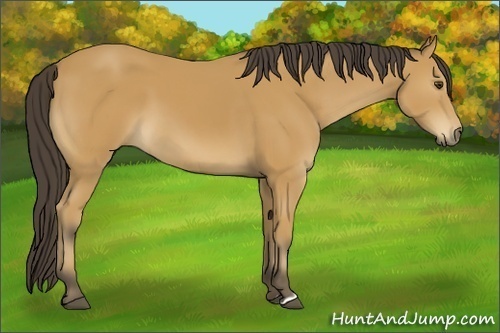 Horse Color:Buckskin 