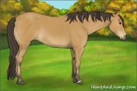 Horse Color:Buckskin 